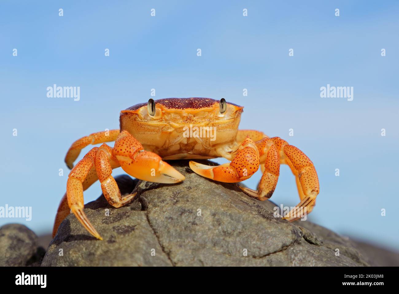 A common shore crab (Cyclograpsus punctatus) on a rock against a blue sky, South Africa Stock Photo