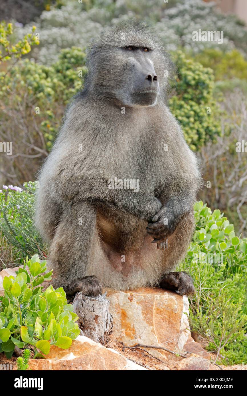 Large male chacma baboon (Papio ursinus) sitting in natural habitat, South Africa Stock Photo