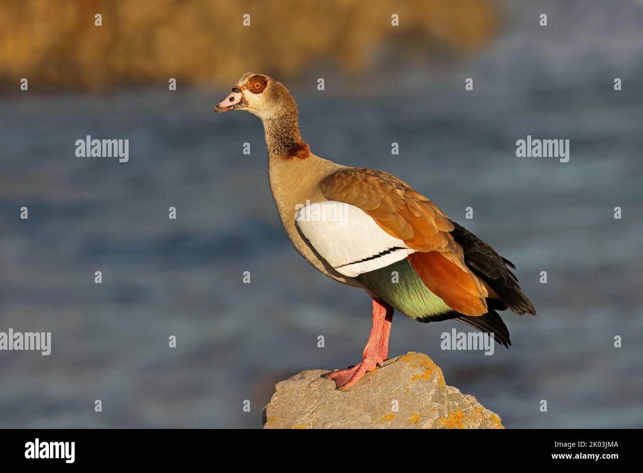 An Egyptian goose (Alopochen aegyptiacus) perched on  a rock, South Africa Stock Photo
