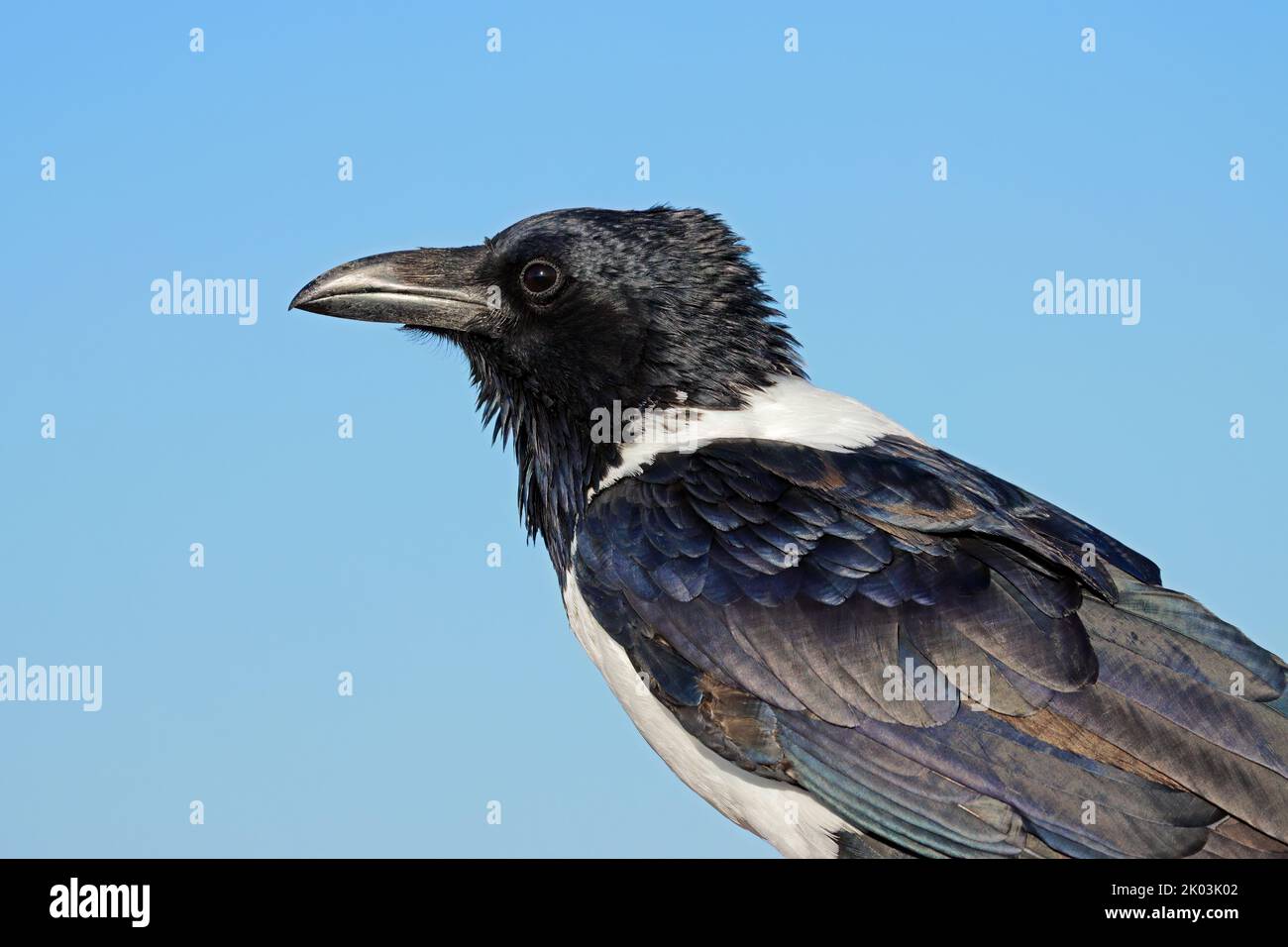 Portrait of a pied crow (Corvus albus) against a blue sky, Etosha National Park, Namibia Stock Photo