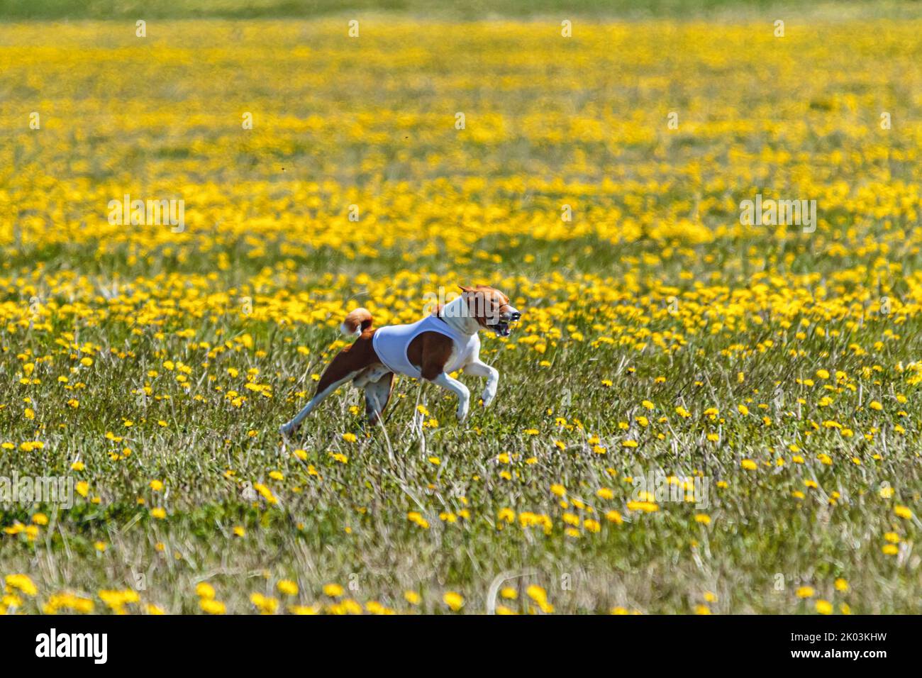Chasing Fields Dog running in green field and chasing lure at full speed on coursing ...