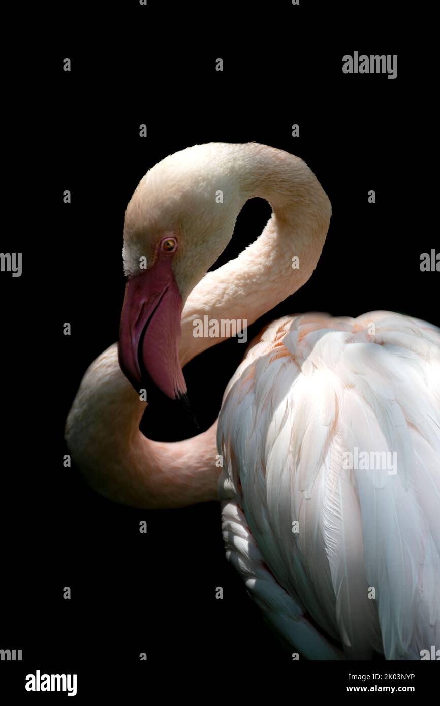 a flamingo on a black background, close-up Stock Photo