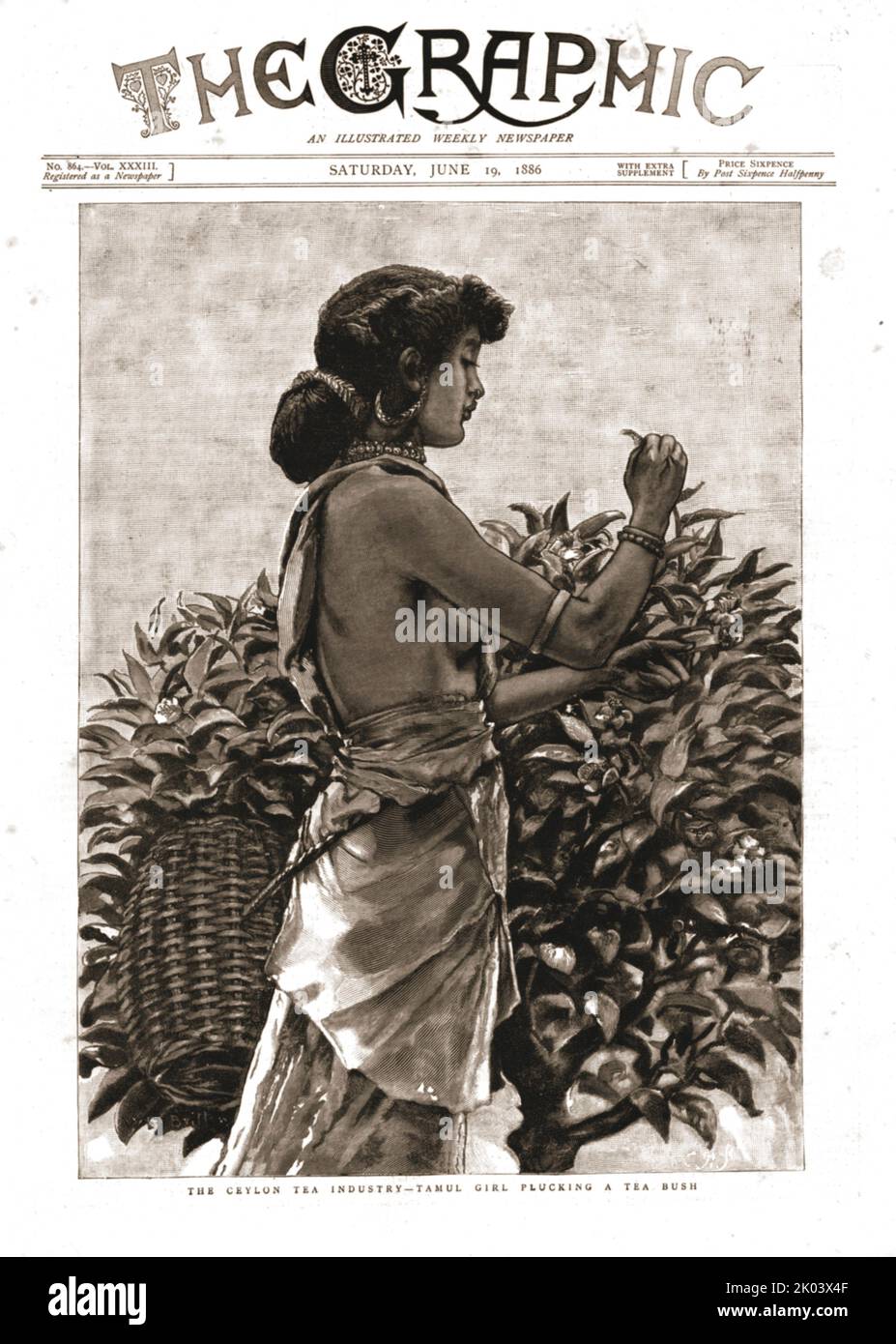 'The Graphic, Front Cover June 19th. 1886', 1886. The Ceylon tea industry - Tamul girl plucking a tea bush. From &quot;The Graphic. An Illustrated Weekly Newspaper Volume 33. January to June, 1886&quot; Stock Photo
