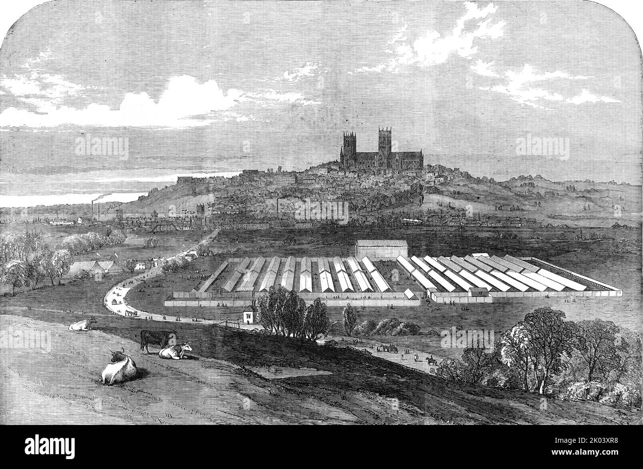 Meeting of the Royal Agricultural Society, at Lincoln, 1854. 'In countries where the competition of cattle shows does not exist, the governments are obliged to keep male animats for the use of farmers. Without such assistance, cattle bred merely for the dairy or the market from the male animals that happen to be nearest, would steadily deteriorate. Now this is the direction in which our local and Royal Agricultural meetings are so useful. They give the breeders of superior pure breeds of any kinds an opportunity of making known by the best possible kind of advertisement where the general publi Stock Photo