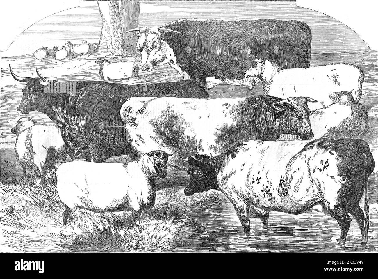 Prize Cattle, from the Exhibition of the Royal Agricultural Society, at Lincoln - drawn by Harrison Weir, 1854. 'Mr. James Rea's Hereford; Mr. Samuel Farthing's Devon; Mr. George Fletcher's Cotswold; Duke of Richmond's Southdown; Mr. W. Sanday's Short-Horn; Mr. George Hewer's; Mr. Henry Lugar's Southdown; Mr. Charles Townley's Short-Horn'. From &quot;Illustrated London News&quot;, 1854. Stock Photo