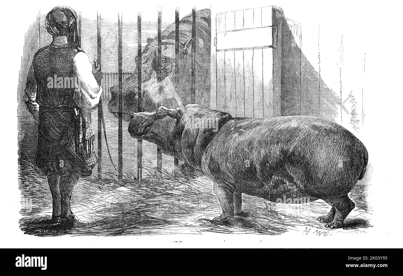 The female hippopotamus, at the Zoological Society's Gardens, Regent's-Park, 1854. 'Everyone remembers the excitement which was created by the arrival in the metropolis [London] of the first Hippopotamus [Obayseh], in 1850...the huge size of this promising five-year-old was scarcely appreciable until the arrival of his companion Adhela...She is still attended by an Arab...A large and massive building has been constructed for the male, who has actually outgrown the accommodation originally prepared for him; and the only pair of hippopotami which have ever graced the Vivaria of Europe here seen Stock Photo