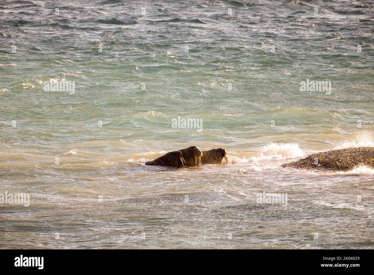 Adult walrus off southern coast of Devon Island, Nunavut, Canada. Stock Photo