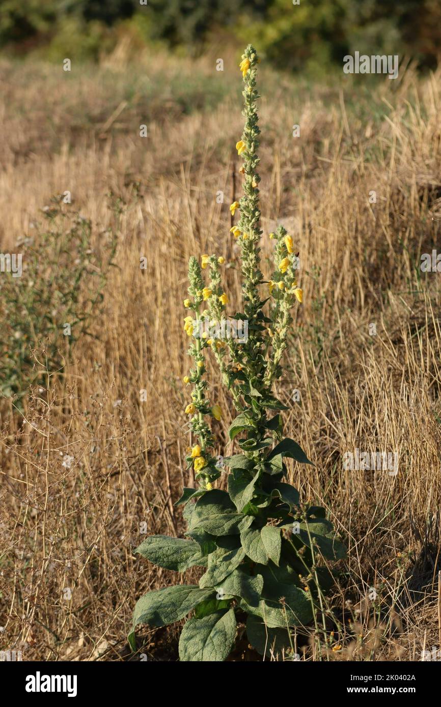 great Mullein alone in a Field Stock Photo
