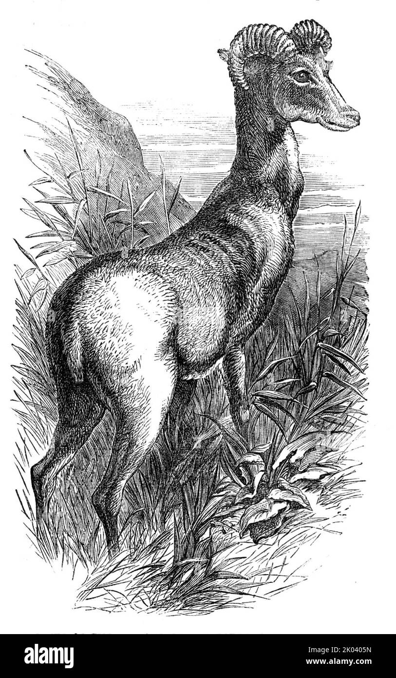 Wild Sheep of the Punjab, in the Gardens of the Zoologicial Society, Regent's-Park, 1854. Urial at London Zoo. 'The...Indian Wild Sheep (Ovis Vignei) has a very extensive range in the Himalaya, and forms one of the most exciting objects of the mountain chase. It is far more deer-like than the European moufflon, and, when full grown, attains a very considerable size. Their activity, courage, and wariness render it by no means an easy task to secure a numerous bag of these animals; and the Himalayan sportsman has many a mile of valley and hill top to scour before he can accumulate a first-rate s Stock Photo
