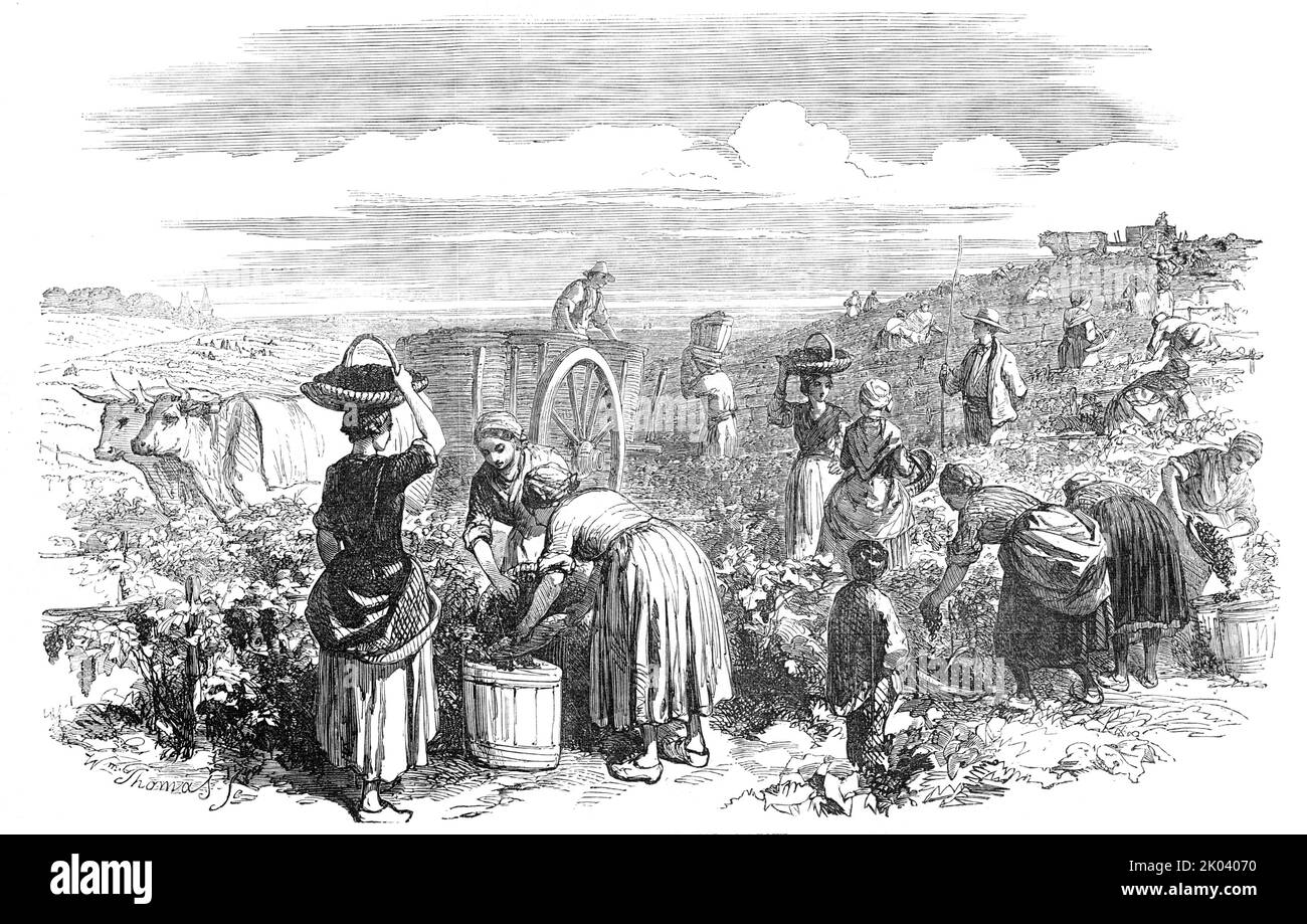 The Vintage, in Medoc, near Bordeaux, 1854. Grape-picking in France. '&quot;There are no idle spectators at a vintage, all the world must work; and so I speedily found myself - after being most cordially welcomed by a fat old gentleman, hoarse with bawling, in a pair of very dirty shirt sleeves and a pouring perspiration - with a huge pair of scissors in my hand, cutting off the branches, in the midst of an uproarious troop of young men, young women, and children - threading the avenues between the plants, stripping with wonderful dexterity the clustered branches - their hands, indeed, gliding Stock Photo