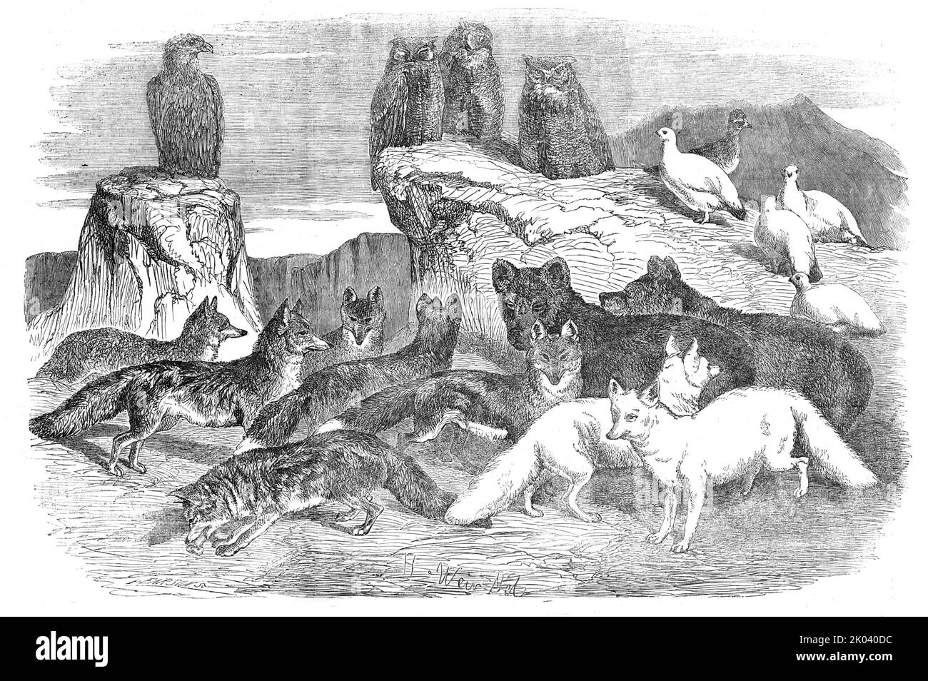Arctic Foxes and Birds, just received by the Zoological Society, 1854. New animals at London Zoo. 'A considerable number of valuable Arctic birds, foxes, &amp;c., has just been received by the Zoological Society from the territories of the Hudson's Bay Company [in Canada]...The birds consist of three fine specimens of the American Eagle Owl, five rare white Arctic Grouse, one Ruffed Grouse, and a young White-headed Eagle. The varieties of the foxes are the White Arctic, the Red, and the Silver; one specimen of the latter has recently died. Besides ten Foxes, there are two young Black Bears. Th Stock Photo