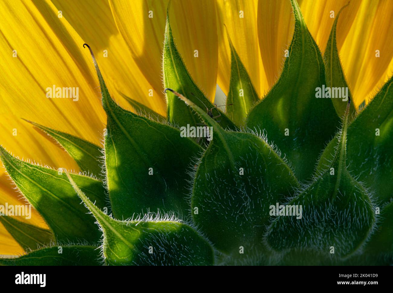 July wildflower show hires stock photography and images Alamy
