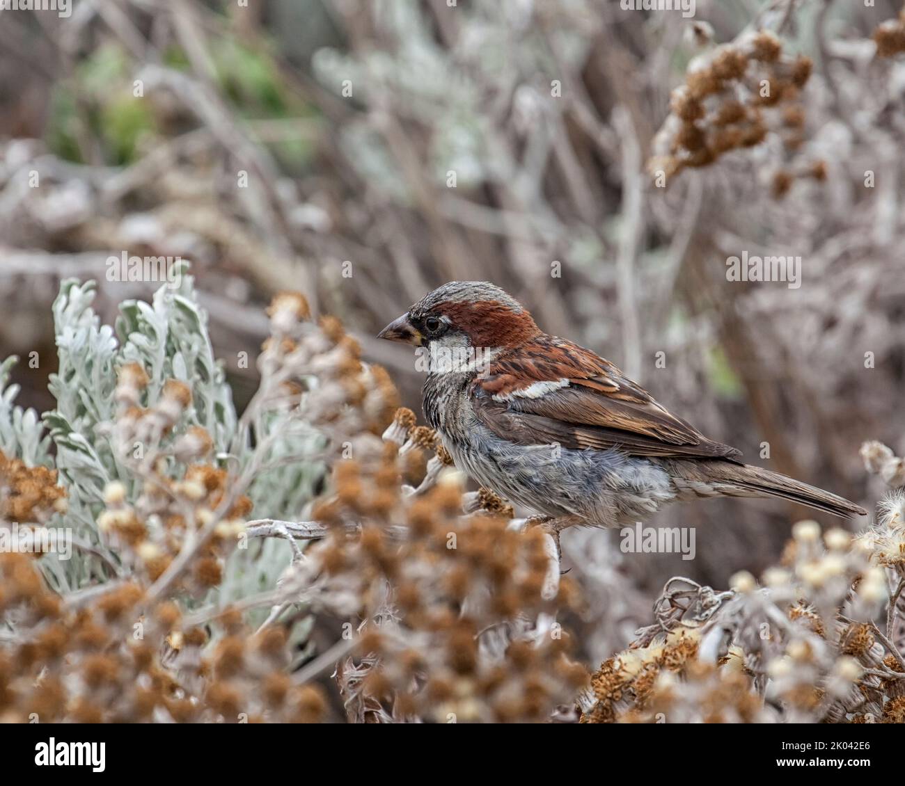 Male House Sparrow Stock Photo - Alamy
