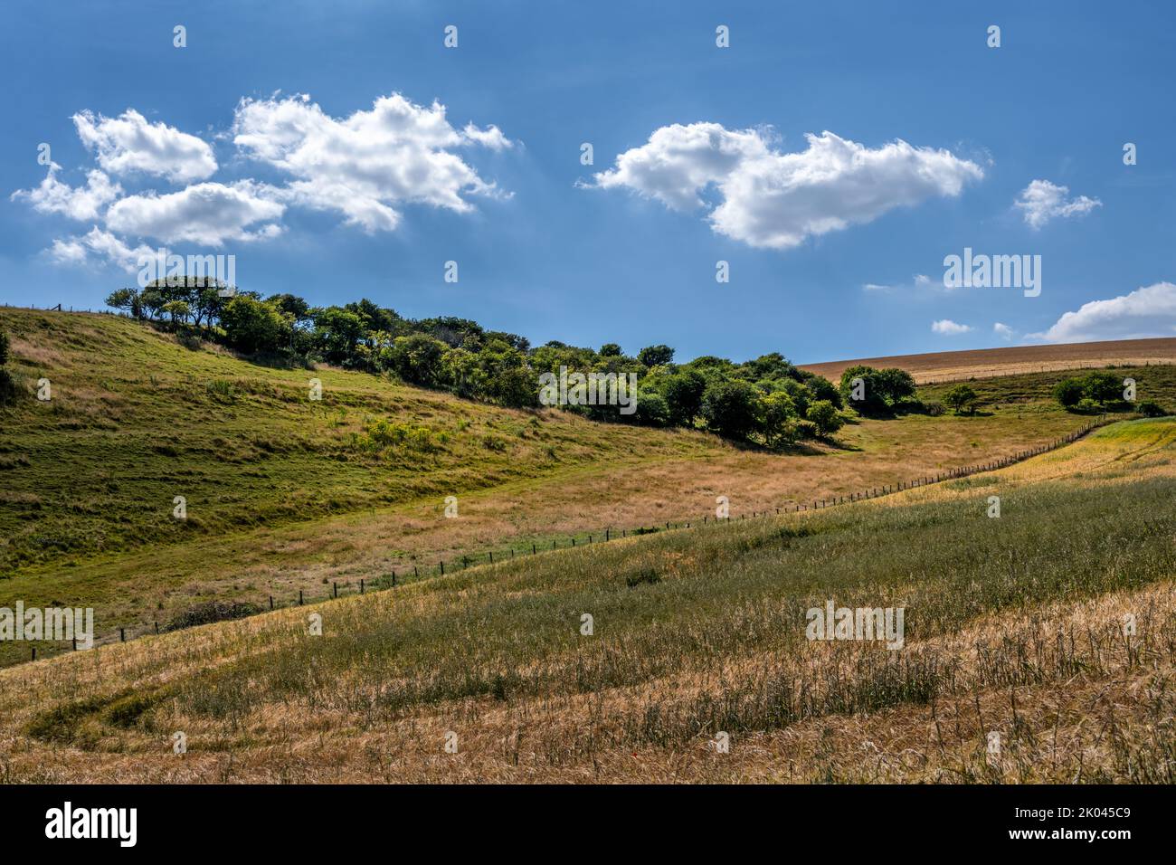 Clump of trees in the fields on the South Downs on a summer afternoon, East Sussex, England Stock Photo