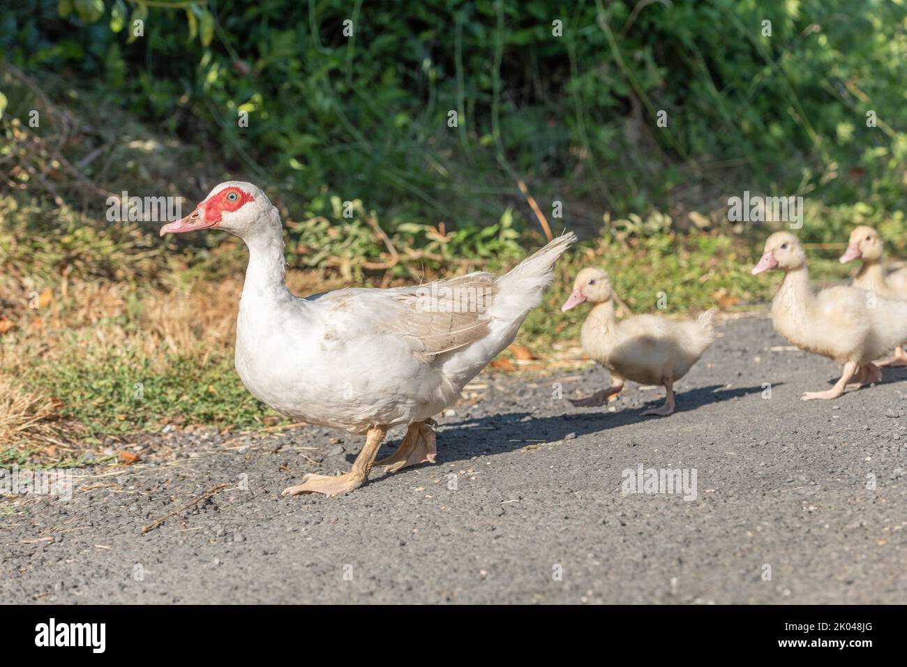 White duck female followed by her chicks on farm. Aubrac, France. Stock Photo