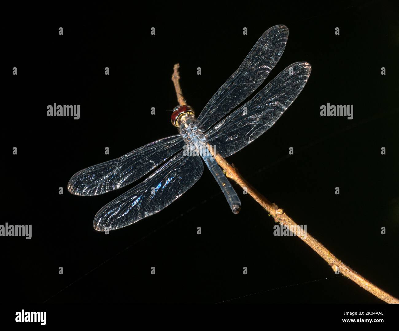 Dragonfly in the Danum Valley of Borneo Stock Photo