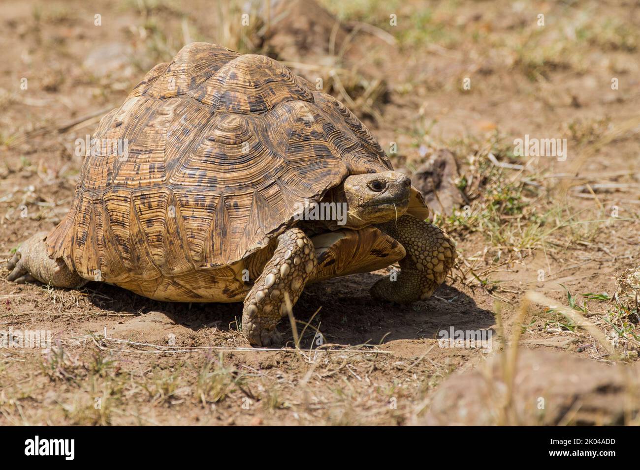 Leopard tortoise (Stigmochelys pardalis Stock Photo - Alamy