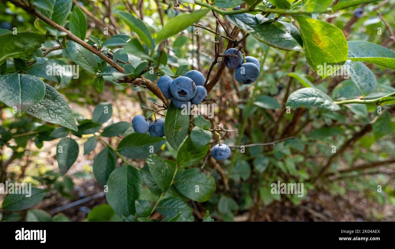 Big, ripe cultivated blueberries or highbush blueberries growing on branches of blueberry bush