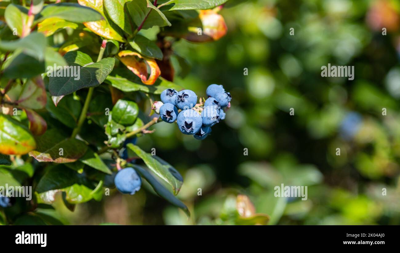 Big, ripe cultivated blueberries or highbush blueberries growing on branches of blueberry bush