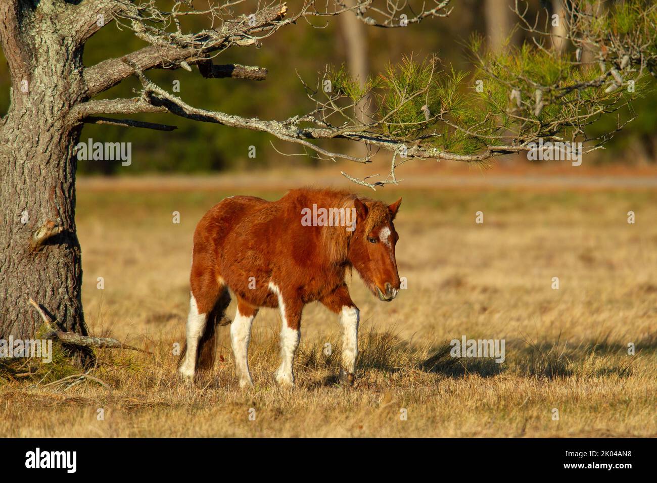 Chincoteague Pony (Equus ferus caballus) Stock Photo