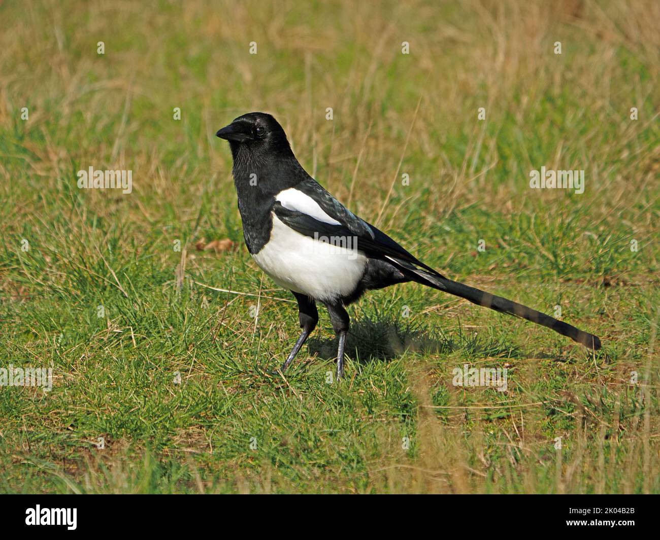 Eurasian magpie or common magpie (pica pica) with iridescent plumage foraging in grassland  London,England UK Stock Photo