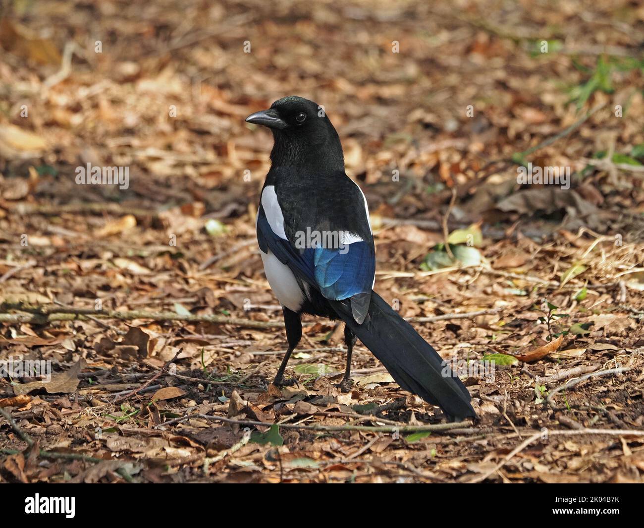 Eurasian magpie or common magpie (pica pica) with iridescent plumage & long balancing tail foraging in leaf litter London,England UK Stock Photo