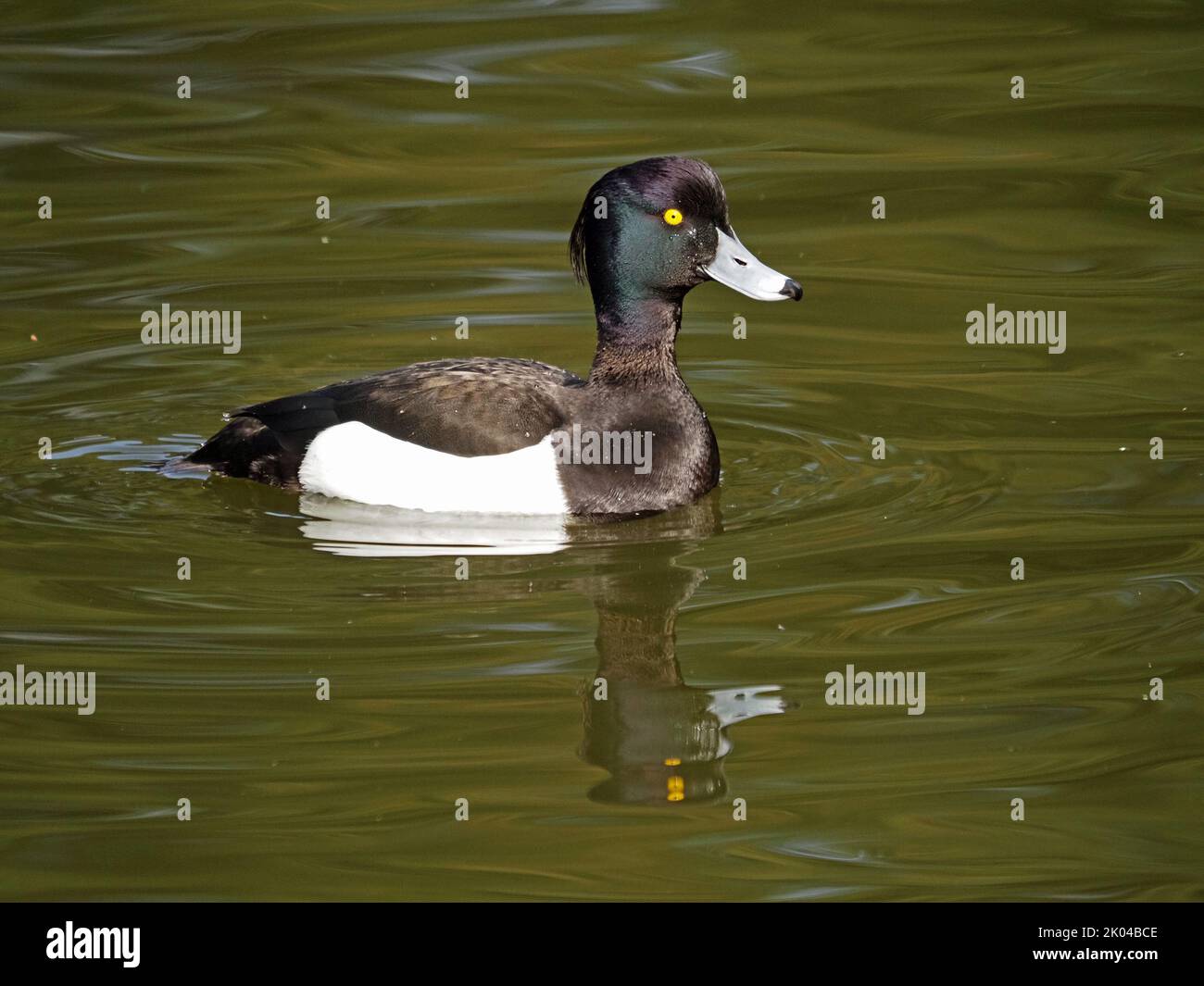 handsome drake Tufted Duck (Aythya fuligula) swimming with reflection on still water of lake in London,England, UK Stock Photo