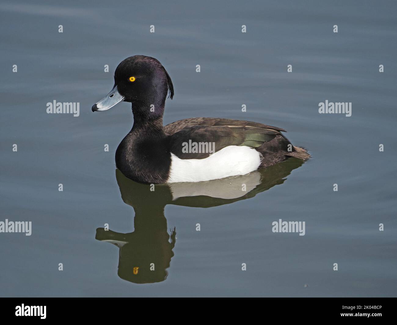 handsome drake Tufted Duck (Aythya fuligula) swimming with reflection on still water of lake in London,England, UK Stock Photo