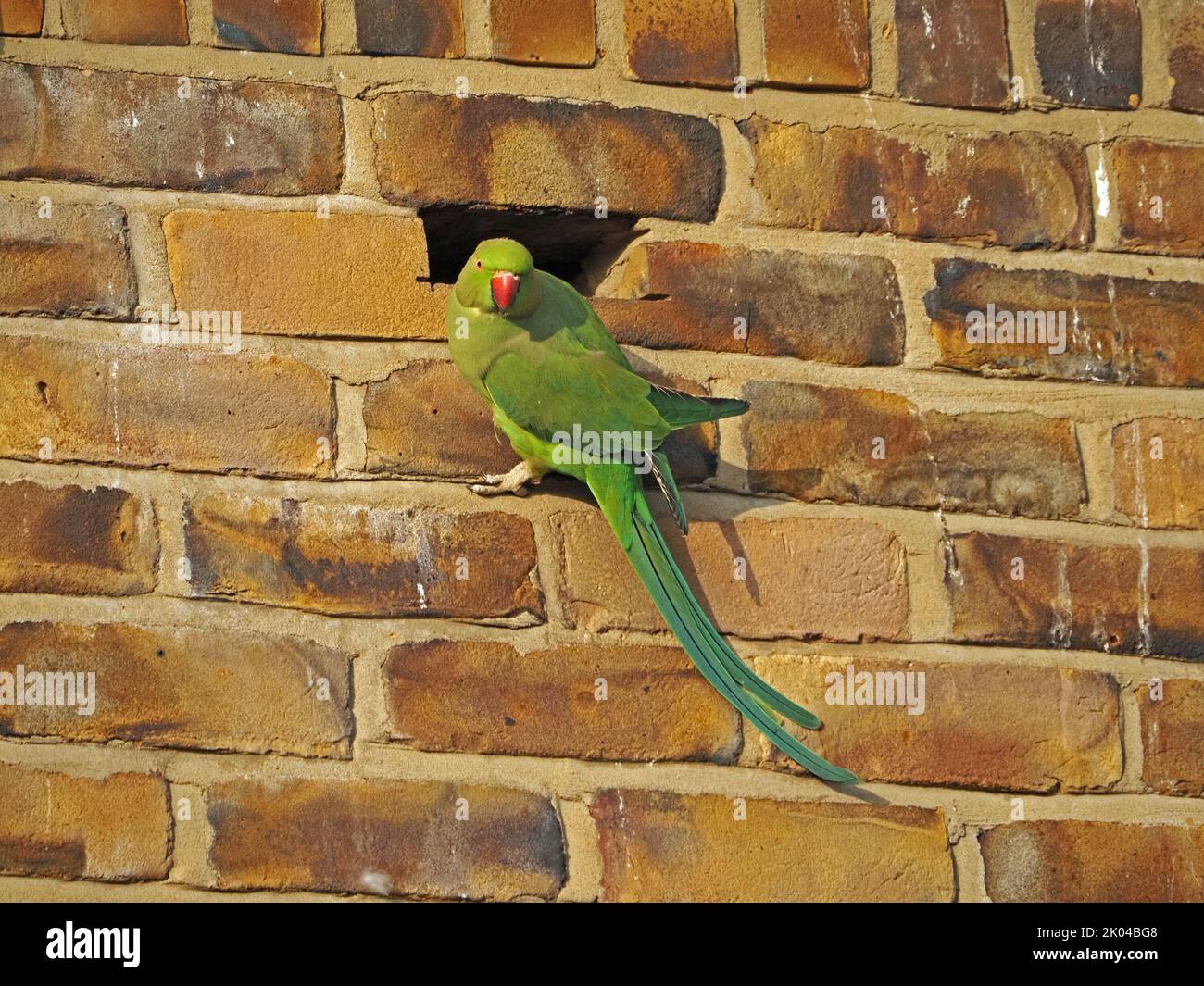 single Ring-necked Parakeet or rose-ringed parakeet (Psittacula krameri) by cavity in brickwork in London,England UK Stock Photo
