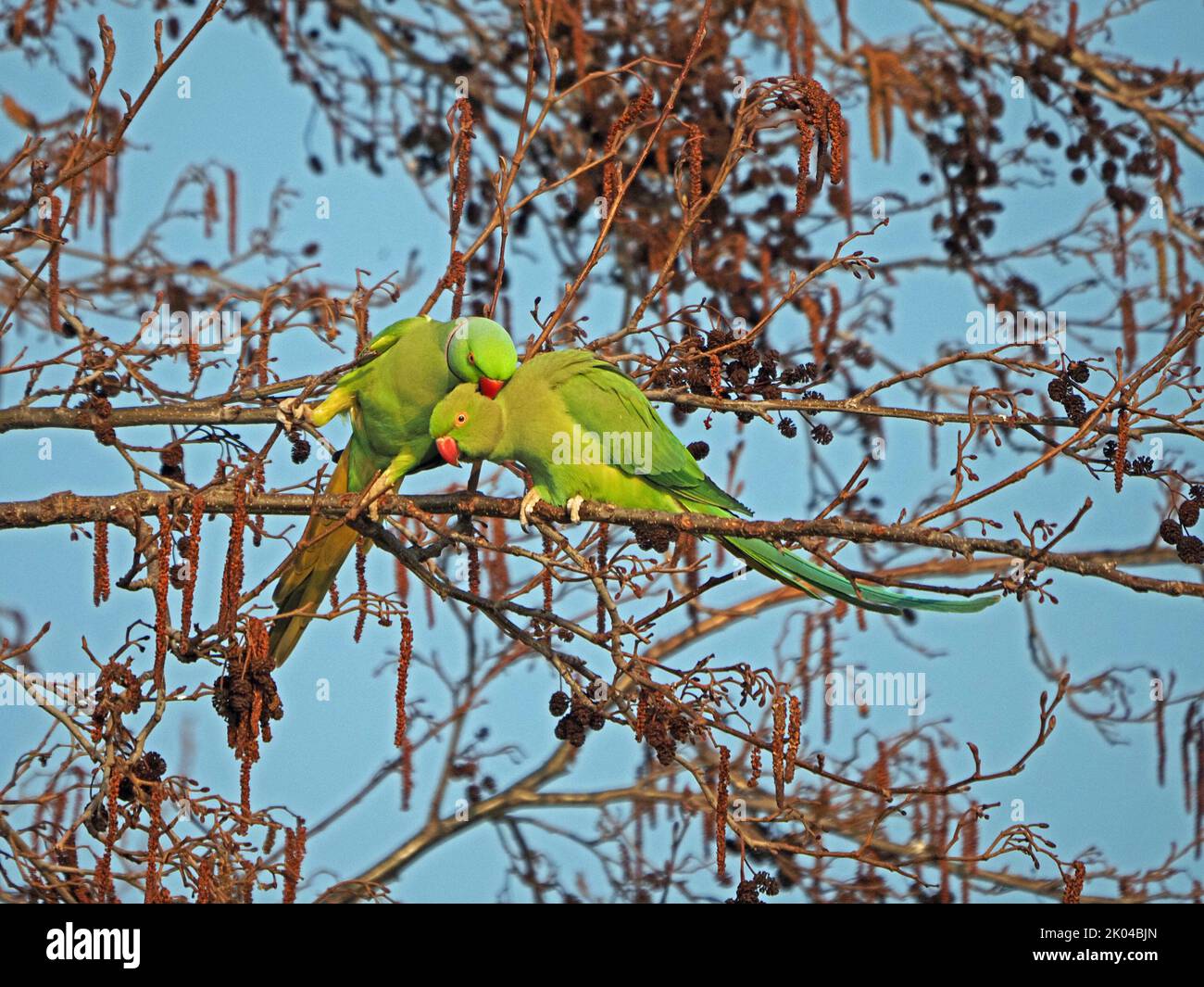 pair of Ring-necked Parakeets or rose-ringed parakeets (Psittacula krameri) in Alder tree (Alnus glutinosa) London,England UK Stock Photo