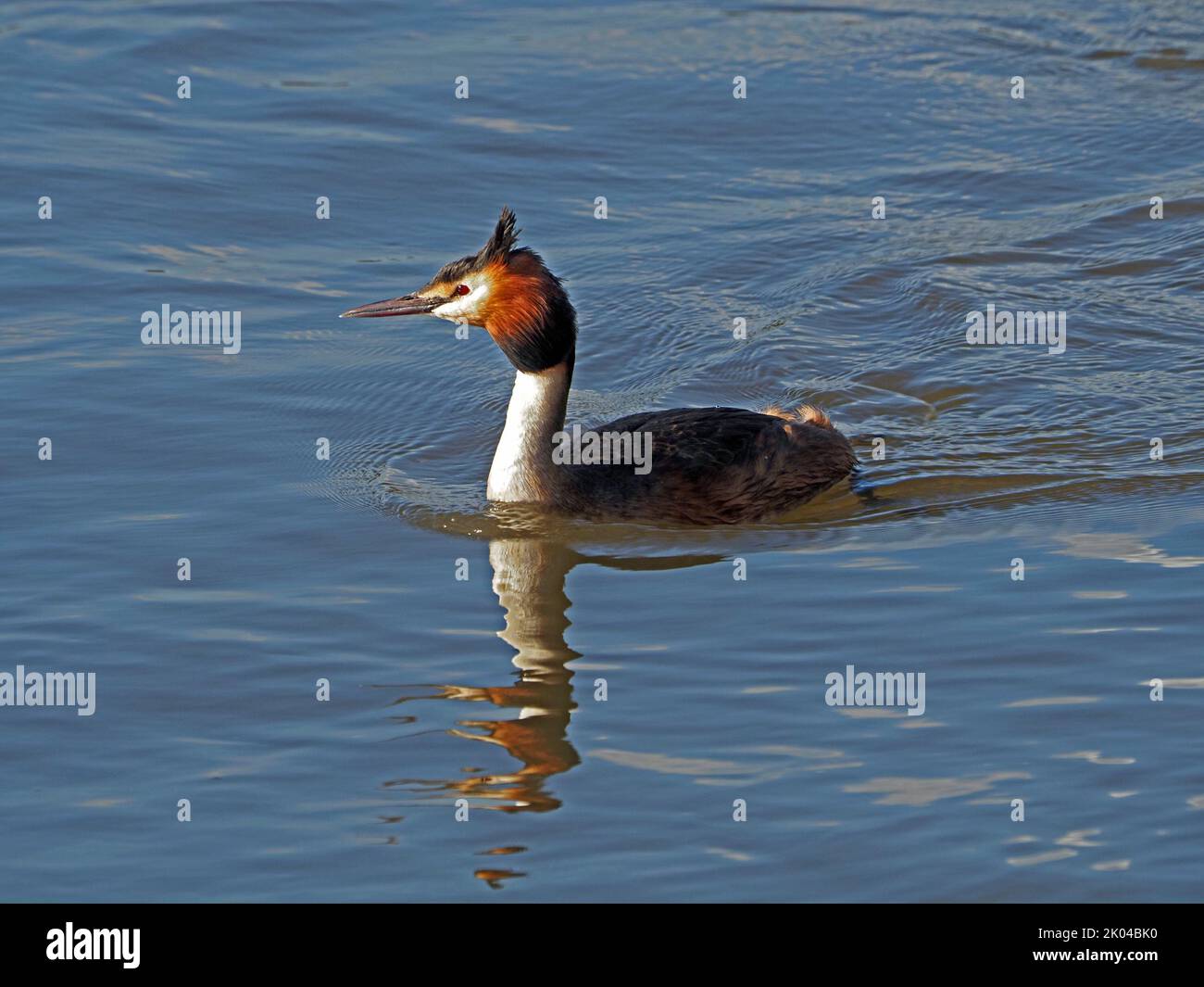 Great Crested Grebe (Podiceps cristatus) swimming on River Thames in London,England, UK Stock Photo