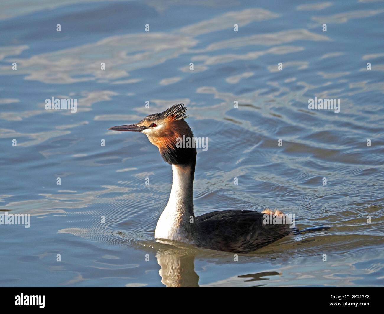 Great Crested Grebe (Podiceps cristatus) swimming on River Thames in London,England, UK Stock Photo