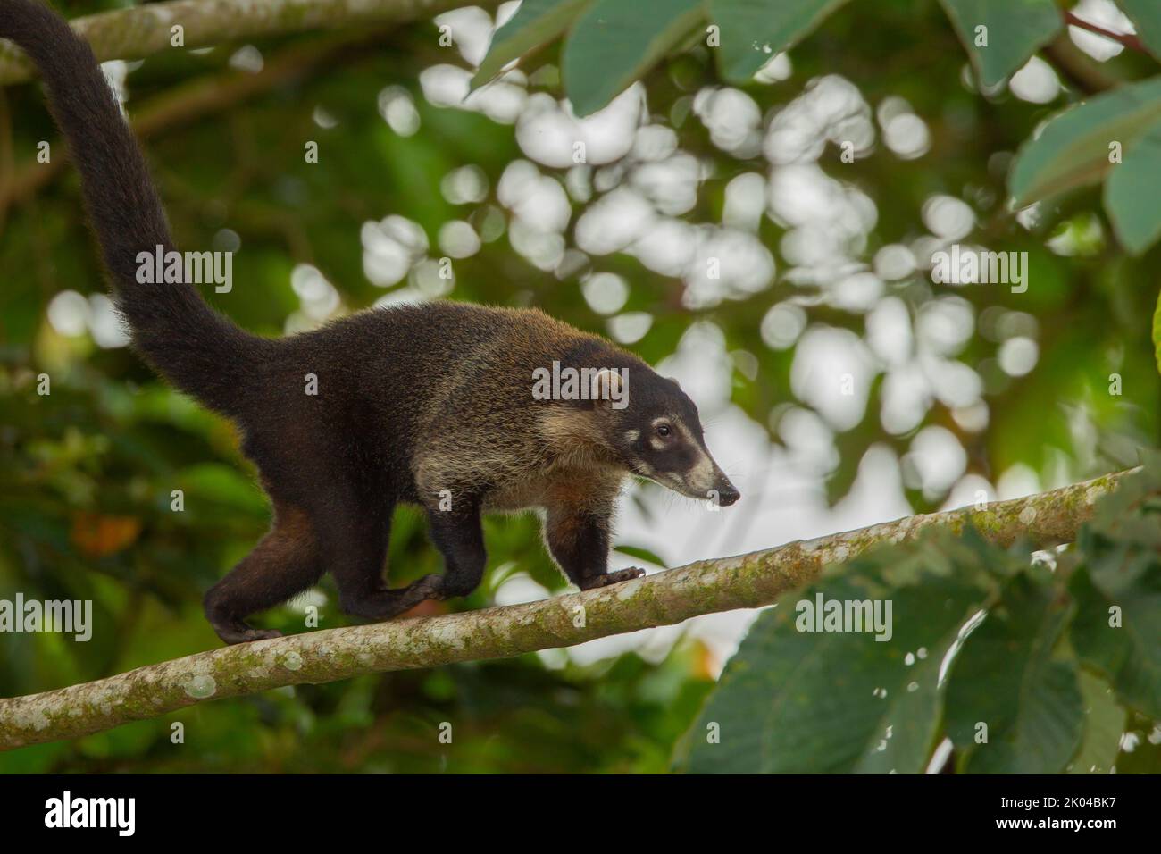 Central American Coati (Nasua narica), also known as coatimundi