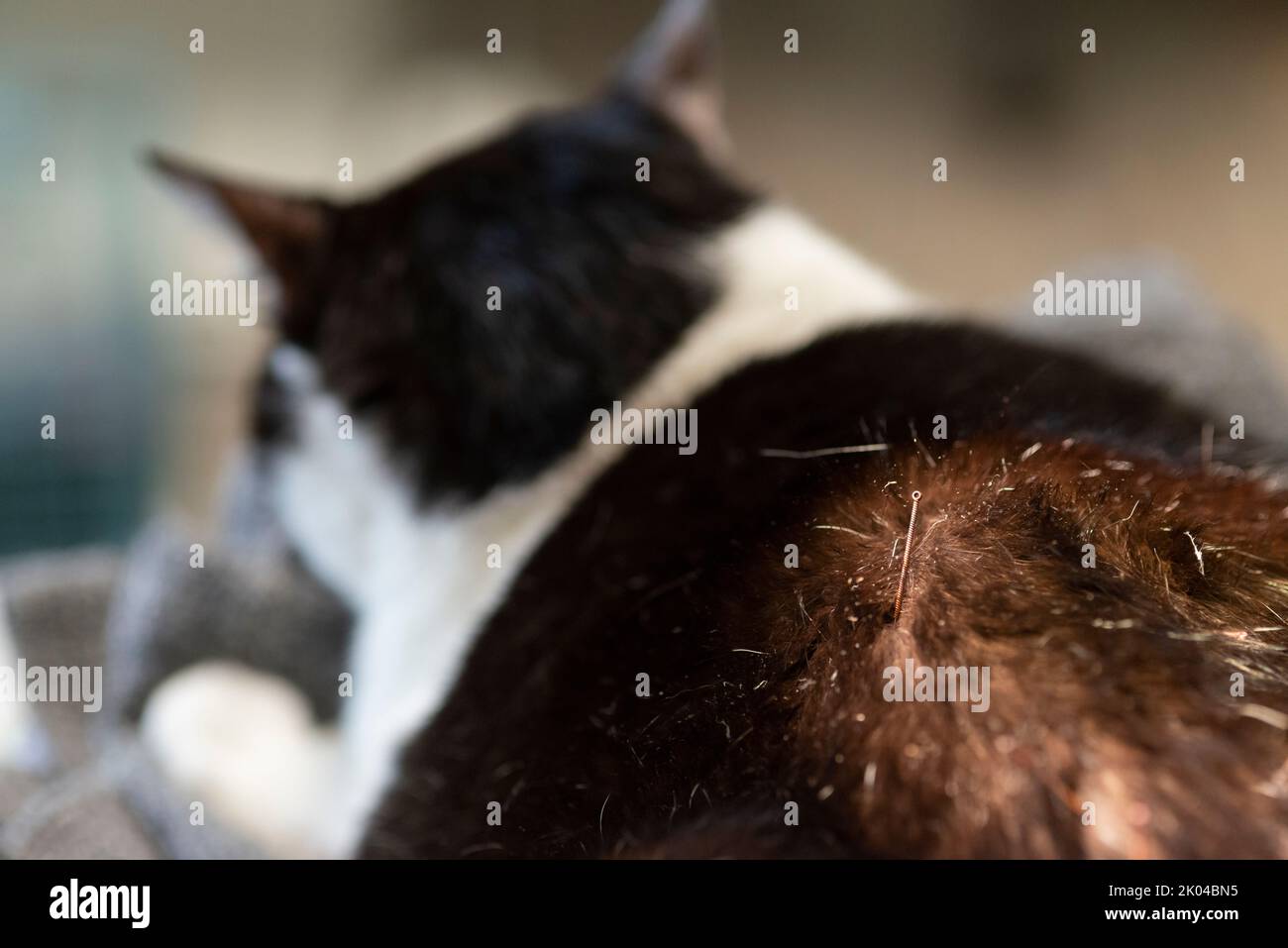 Cat is Receiving Acupuncture Treatment Stock Photo - Alamy - Cat Uti Treatment Using Acupuncture