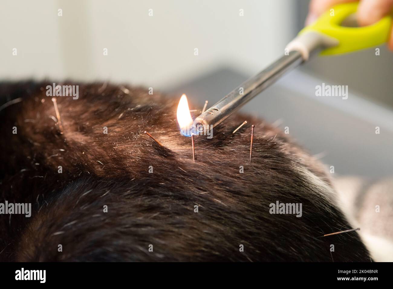 A closer look at Cat Uti Treatment Using Acupuncture