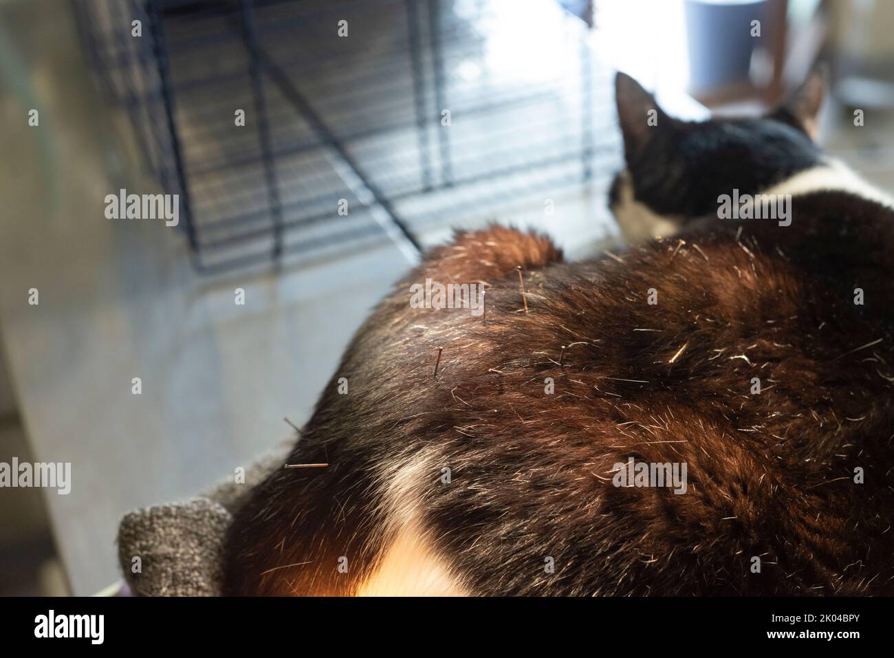 Picture of Cat is Receiving Acupuncture Treatment Stock Photo - Alamy