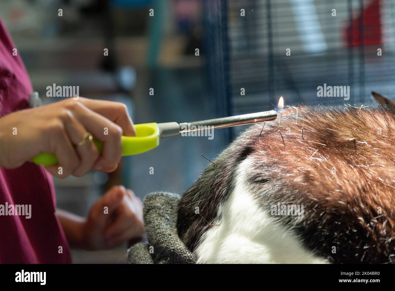 Cat Uti Treatment Using Acupuncture photo