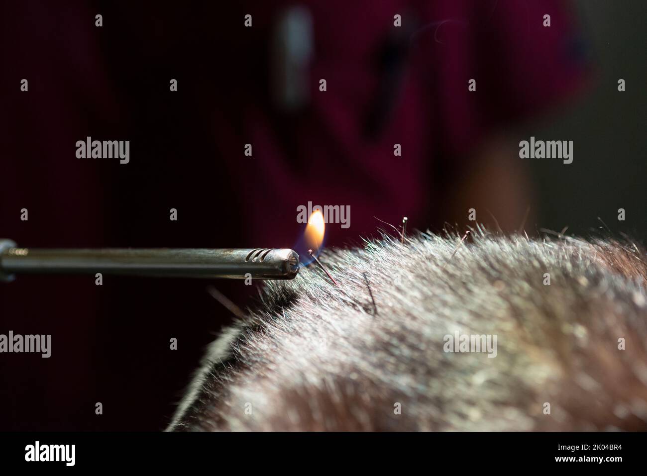 Cat is Receiving Acupuncture Treatment Stock Photo