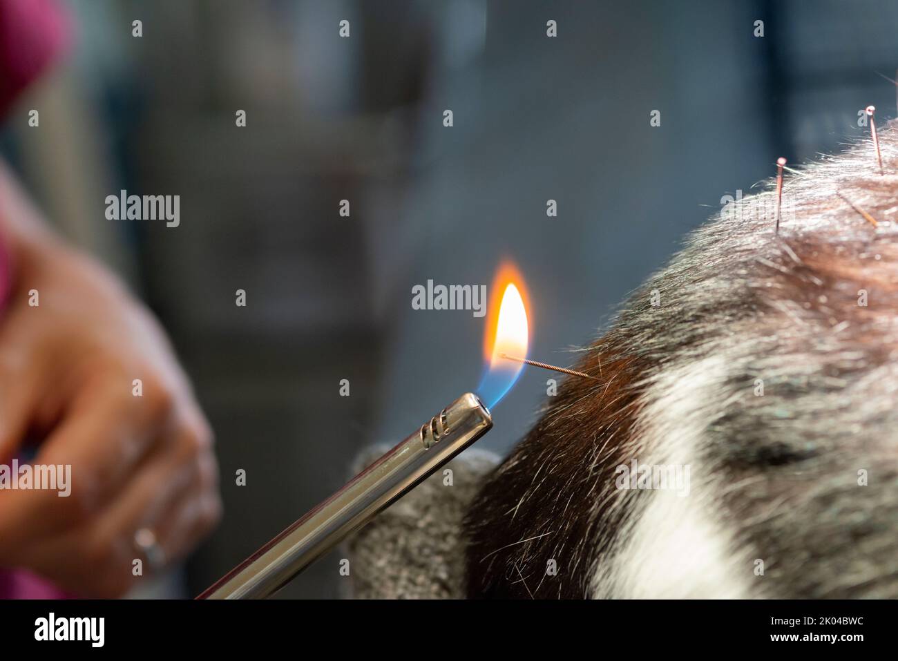 Picture of Cat is Receiving Acupuncture Treatment Stock Photo - Alamy