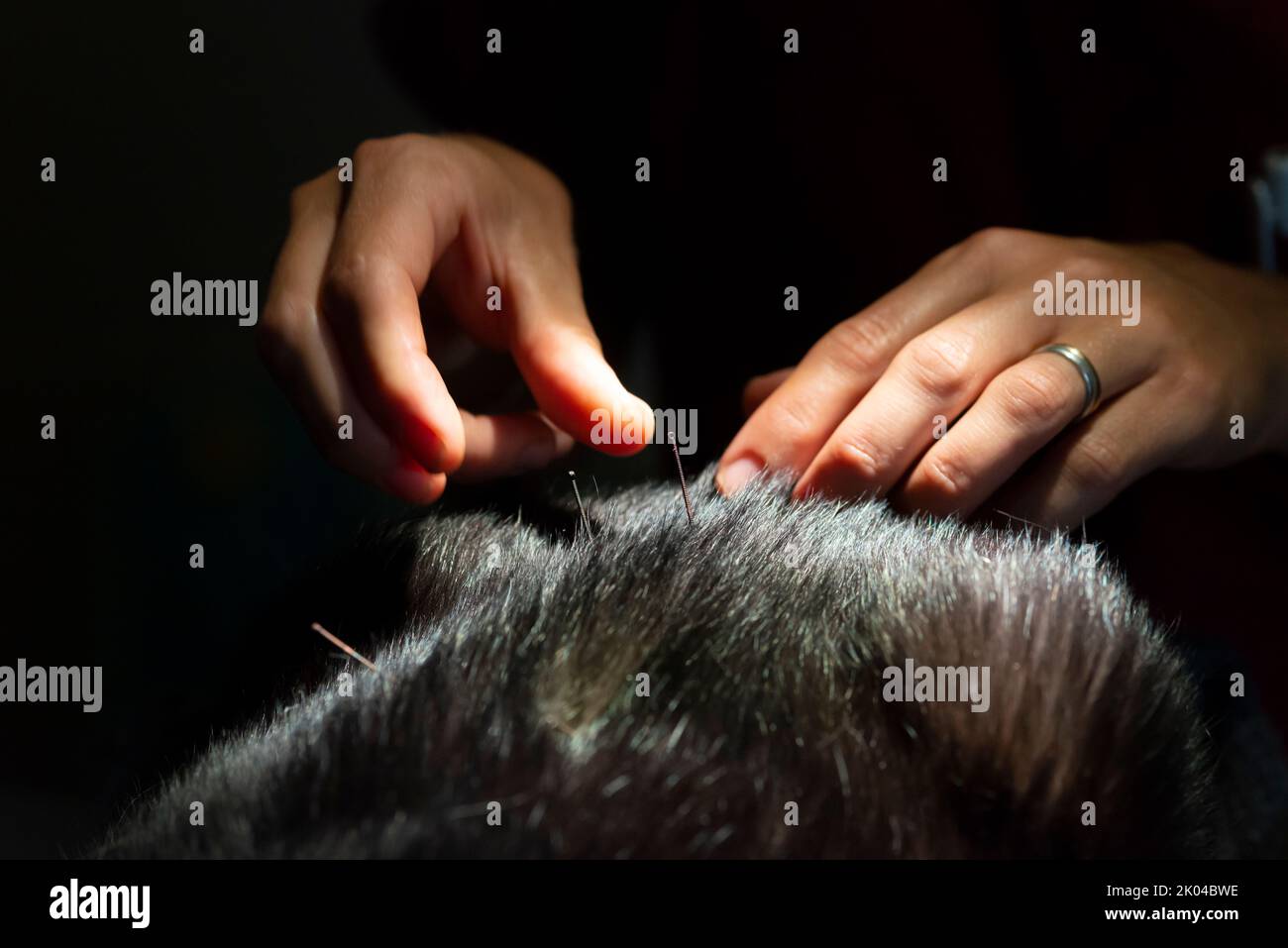 Picture of Cat is Receiving Acupuncture Treatment Stock Photo - Alamy
