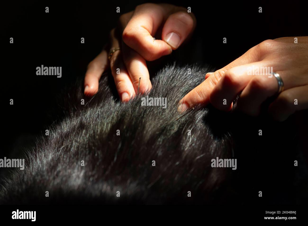 Cat Uti Treatment Using Acupuncture