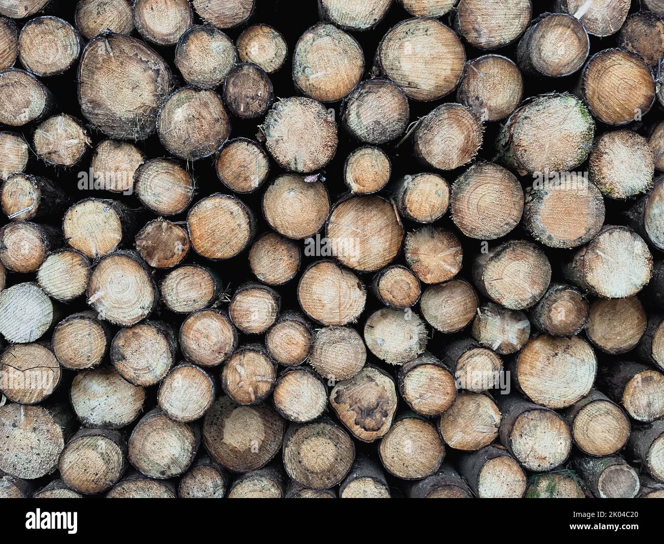 neatly cut stack of wood Stock Photo