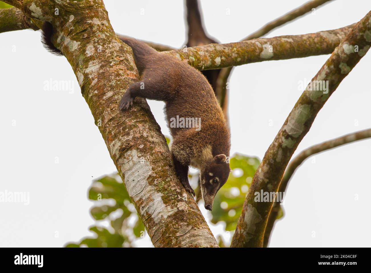 Central American Coati (Nasua narica), also known as coatimundi, foraging in tree Stock Photo
