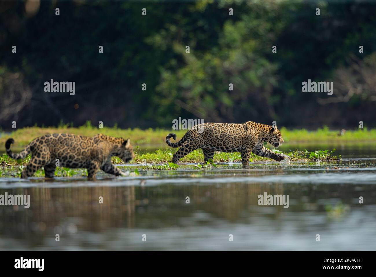 Jaguar (Panthera onca).  Pair of jaguars crossing a river Stock Photo
