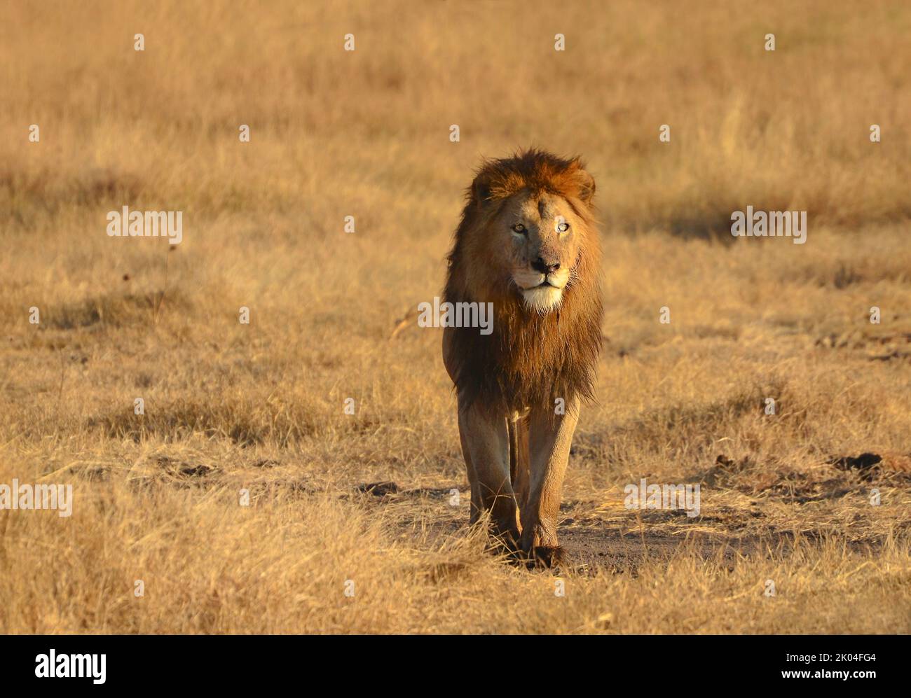 Close-up of male lion walking on the grass. Ngorongoro Conservation Area, Tanzania, Africa Stock Photo