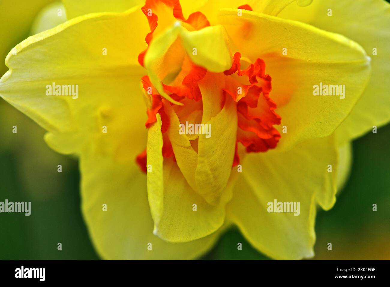 Macro view of a yellow and orange Double Daffodil Narcissus Tahiti Stock Photo