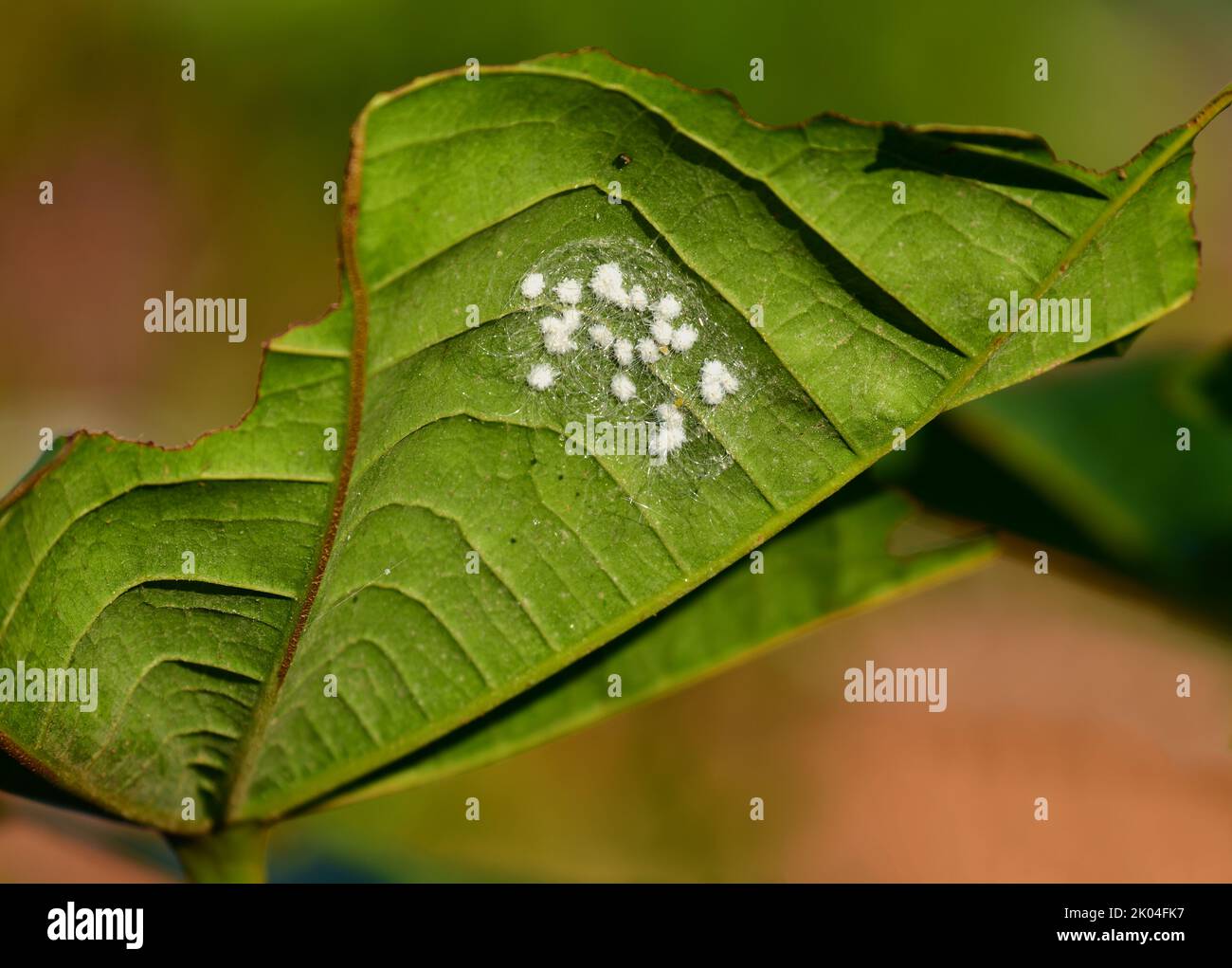 Silverleaf whitefly (Bemisia tabaci) infestation underside a leaf Stock Photo