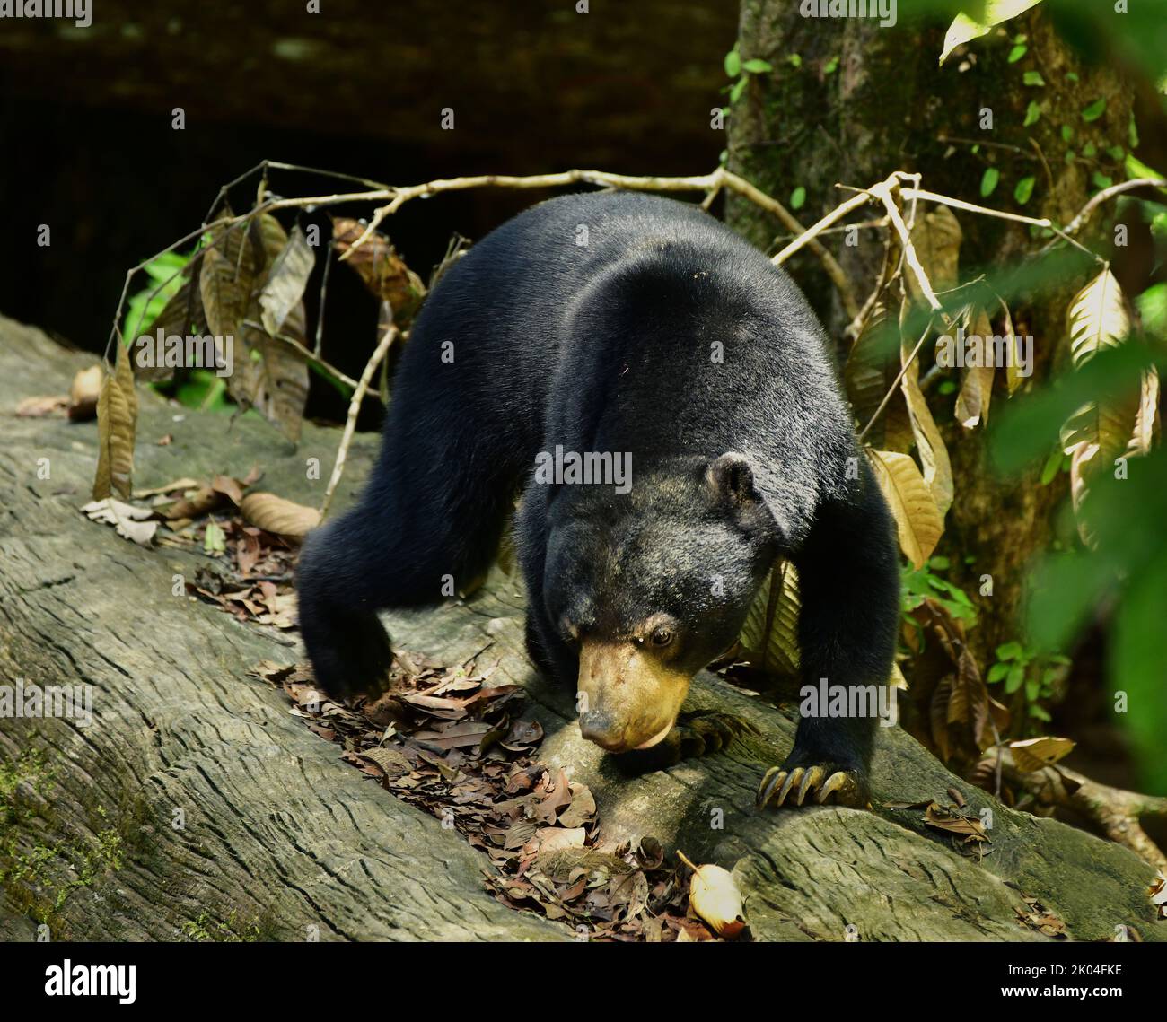 Bornean Sun bear (Helarctos malayanus) walking on a log Stock Photo