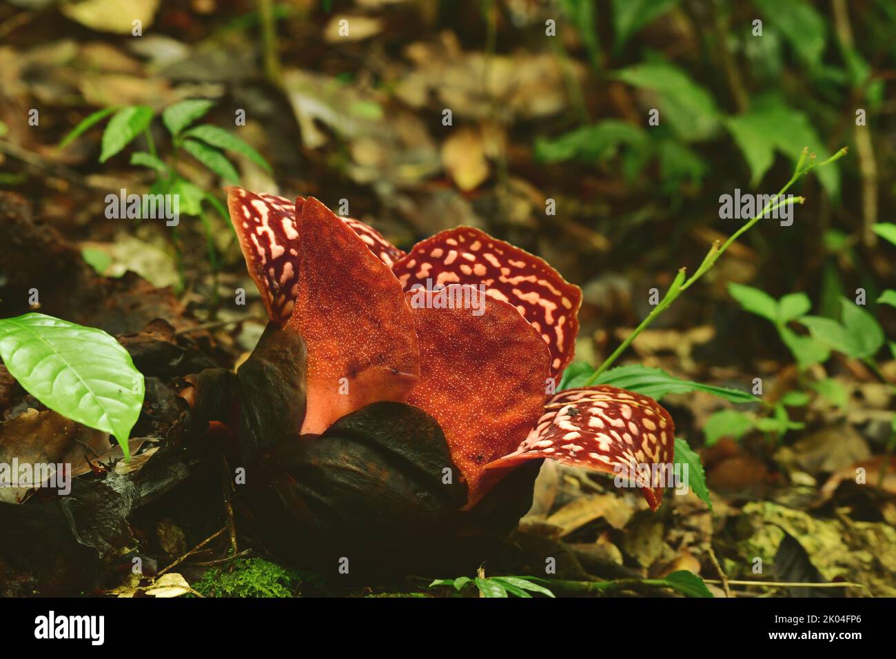 Rafflesia pricei just before flowering in Tambunan, Borneo. Rafflesias are the largest flowers in the world Stock Photo