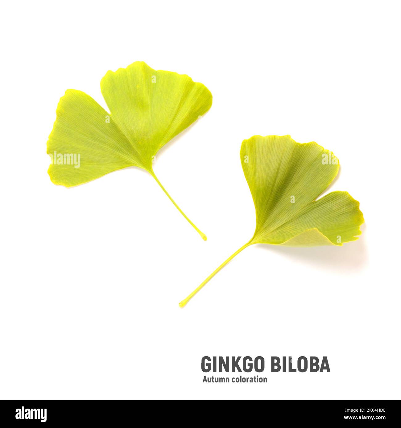 Bright yellow autumn Ginkgo leaves isolated on white Stock Photo Alamy